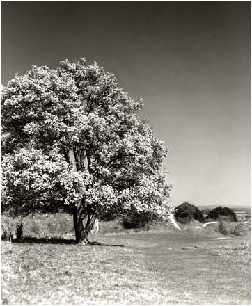 Tree blossom April 2025