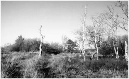 Test shot, Dragon No.VI stock, with Leica III