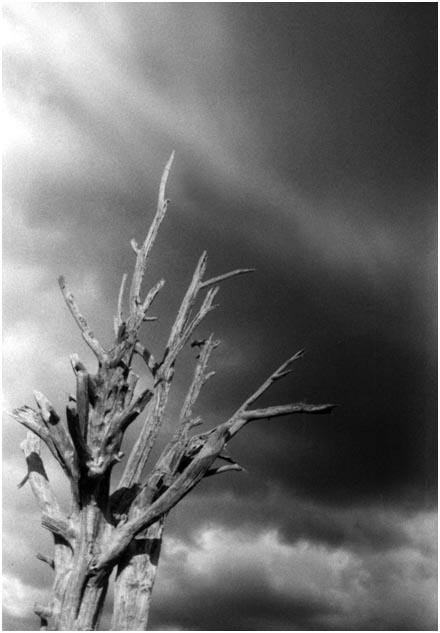 Storm Tree