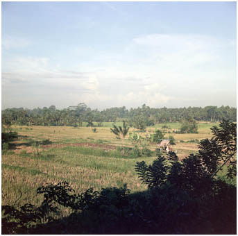 Balinese Rice Paddy