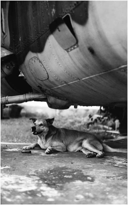 feral dog resting beneath Hind D helicopter