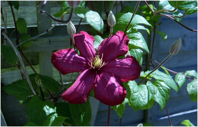 Clematis