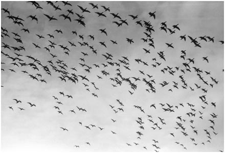 Gaggle of Geese