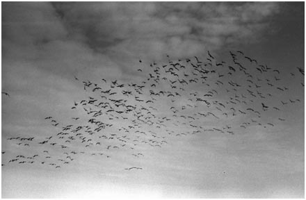 Keyhaven Geese