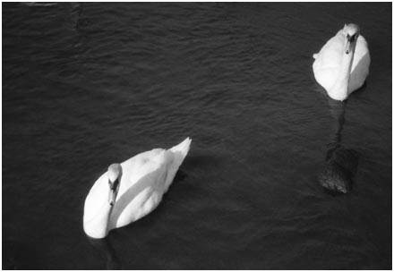 Swans at Keyhaven