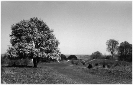Tree in Blossom atop Danebury Rings