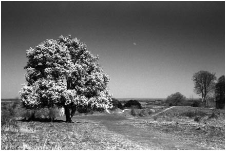 Tree in Blossom atop Danebury Rings