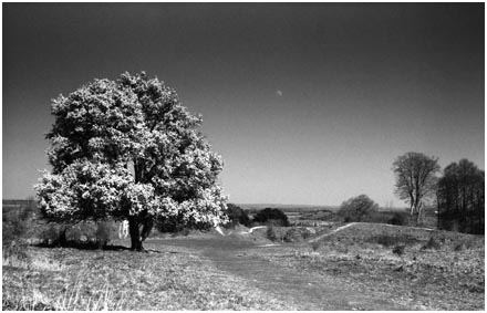Tree in Blossom atop Danebury Rings