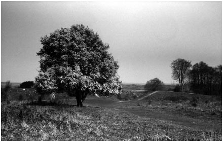 Tree in Blossom atop Danebury Rings